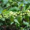 Bdellium (3) Co