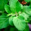 Holy Basil Co_U (1)