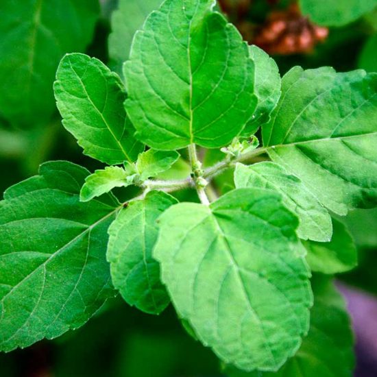Holy Basil Co_U (1)